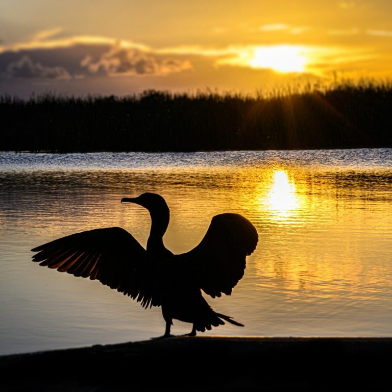 Bird standing with wings spread near the water at sunset